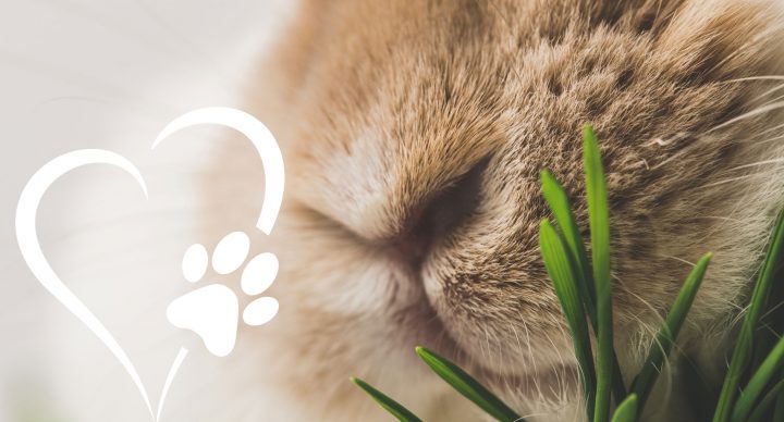 Samstag ist Aktionstag tierlieb! in Helsinki, 14.5.2022