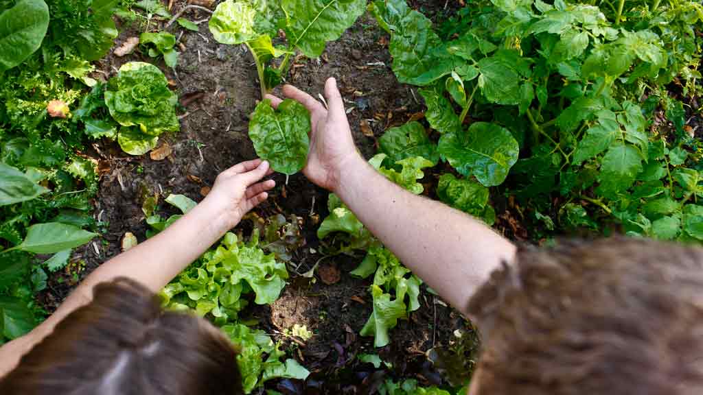 Nachhaltigkeit in der Gemeinde: unser Gemeindegarten!